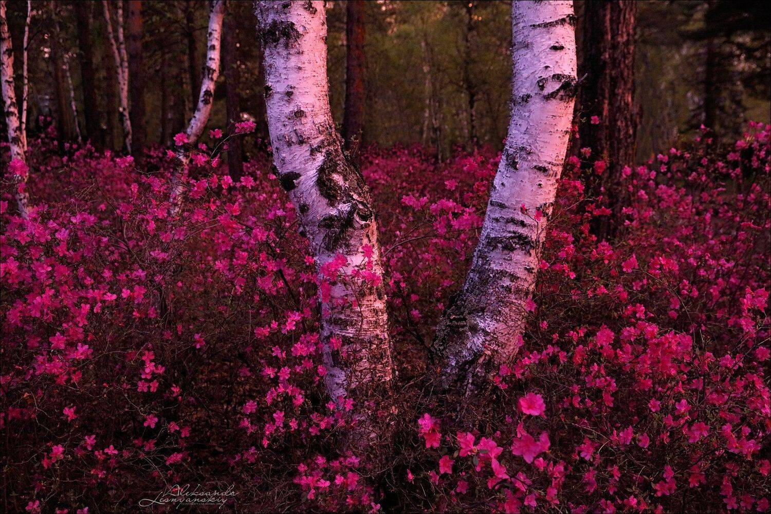 забайкальский край, Александр Леснянский