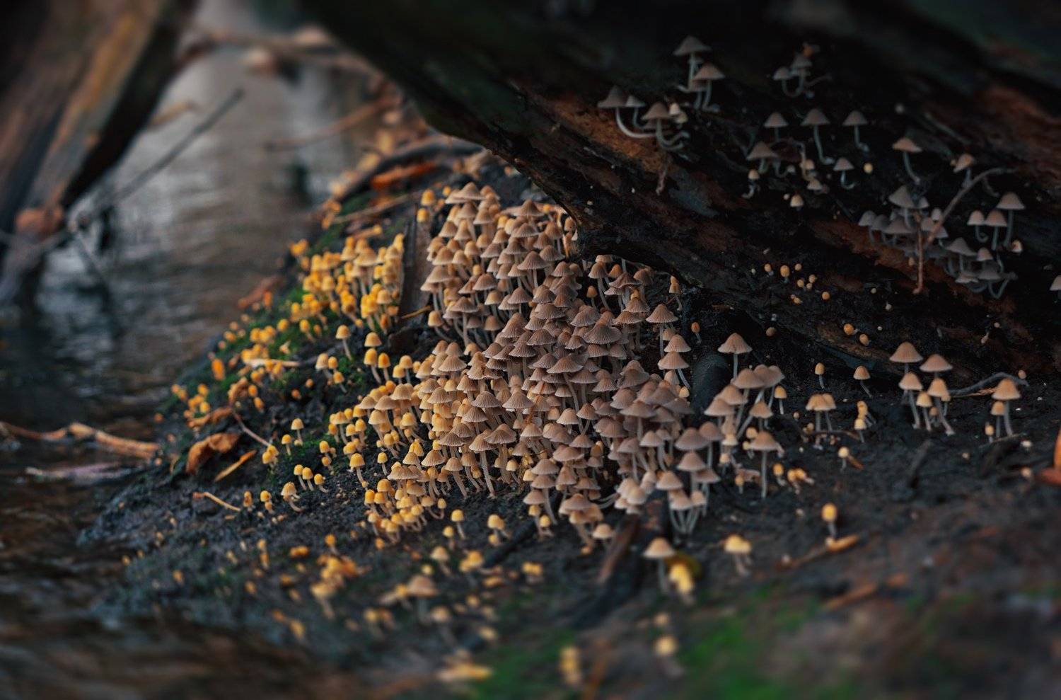 трава,свет,лес,деревья,облака,ветки,грибы,вода, Юрий Котов