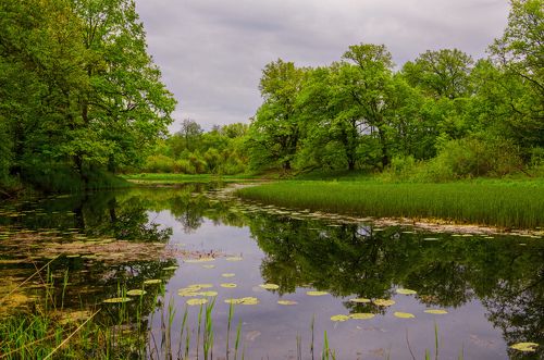 Заповедник Брянский лес. Кардон Старое ямное.Старица реки Нерусса