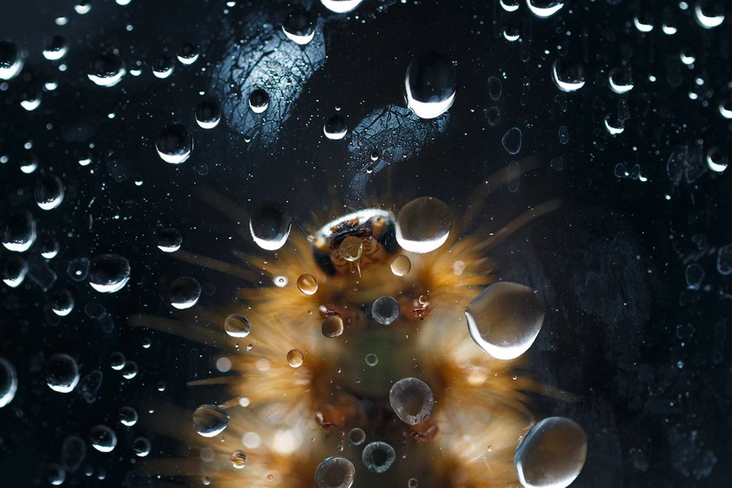 , Тамара Морозова