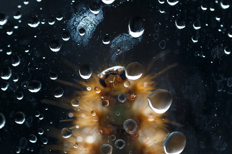 Лунатик.. фото превью