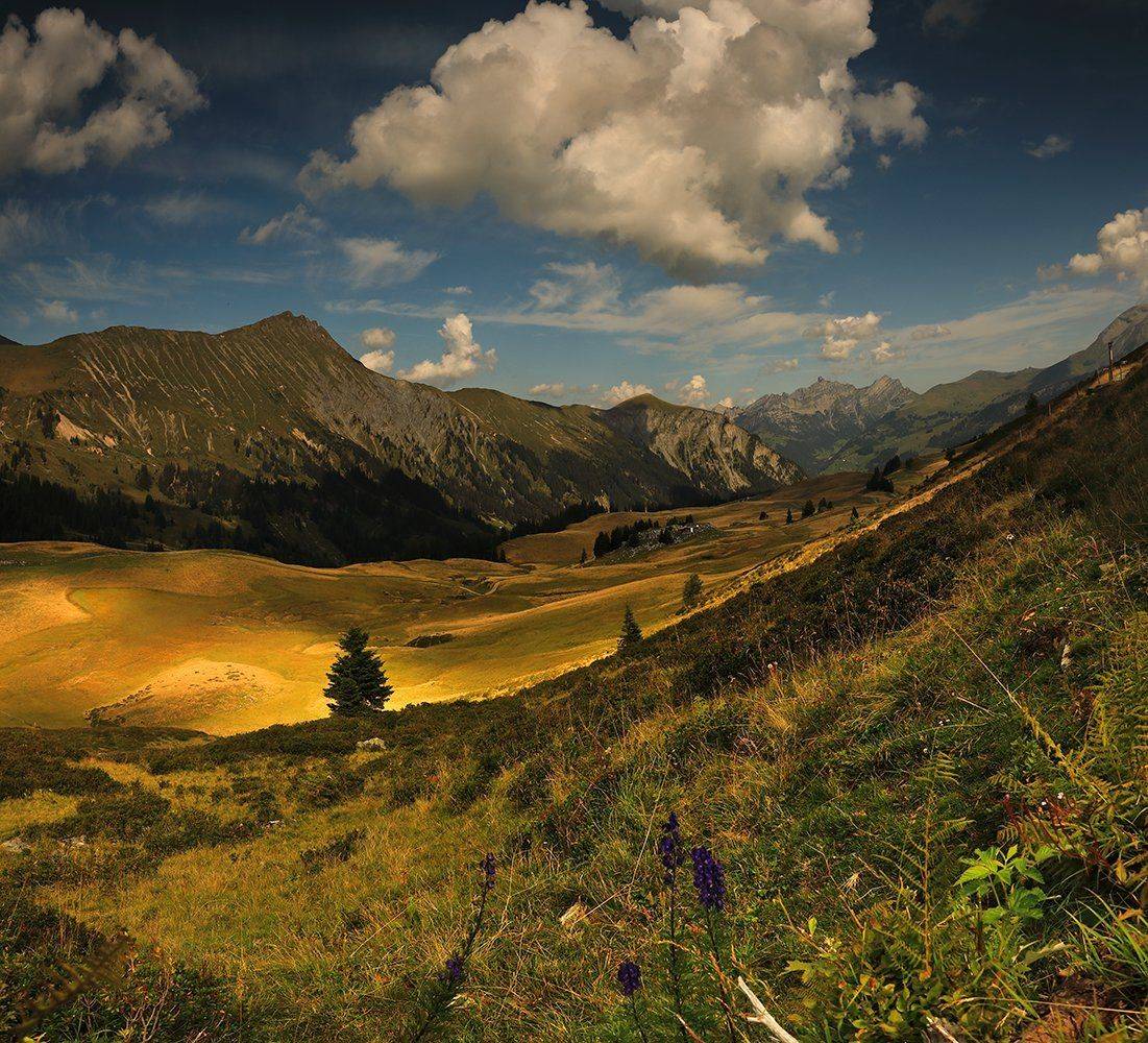 swiss, Матвеев Николай