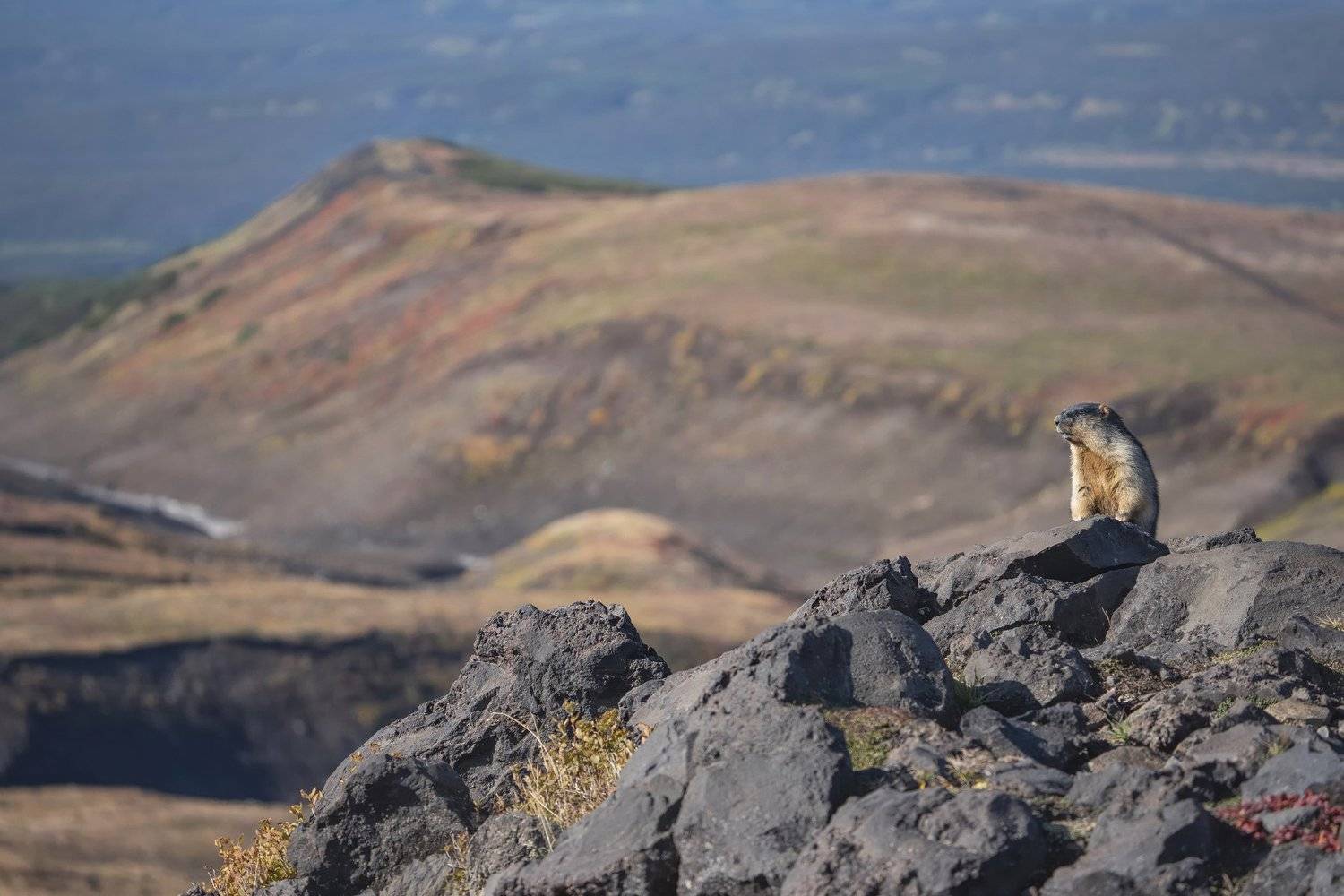 камчатка, пейзаж, путешествия, природа, вулканы, горы, дикая природа, сурок, Алексей Романов