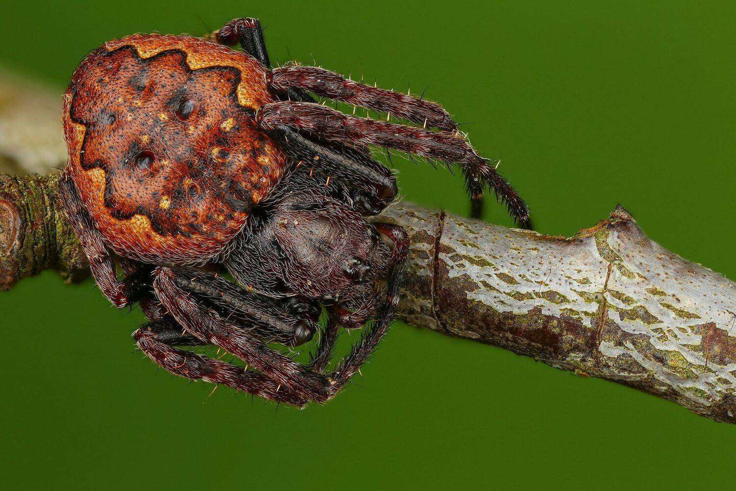 паук макро природа ветка цвет зеленый коричневый, Андрей Шаповалов