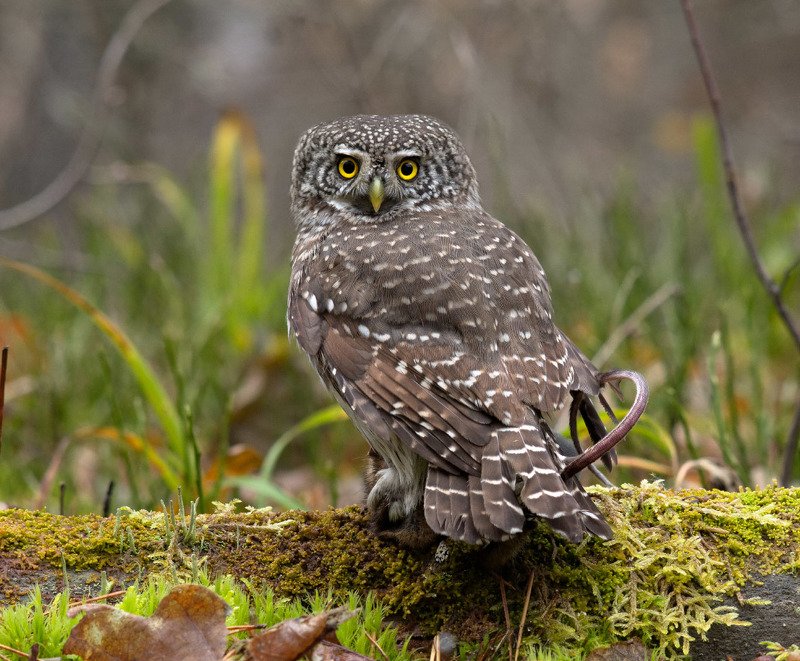 Кульминация фото превью