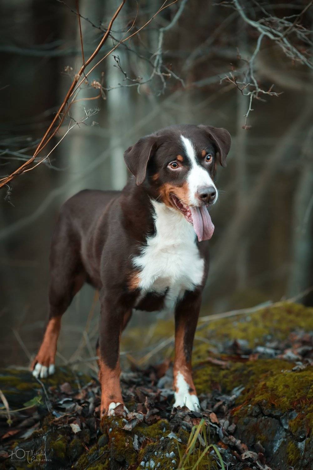 , Наталия Поникарова