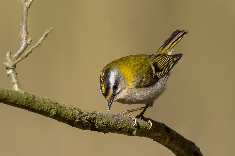 Firecrest фото превью