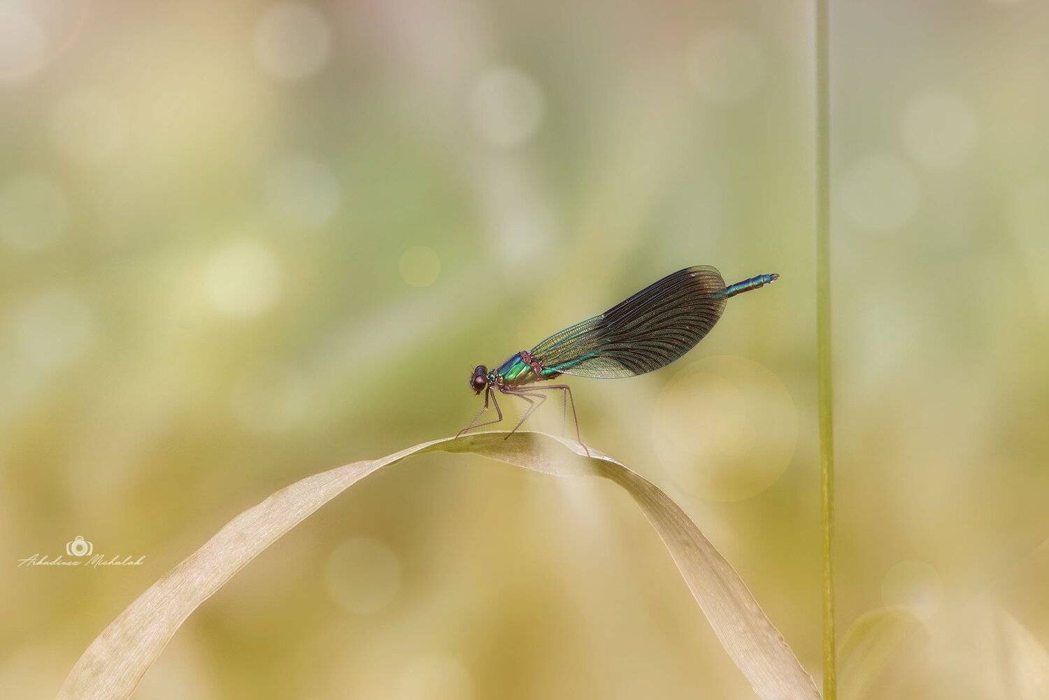 , Arkadiusz Michalak