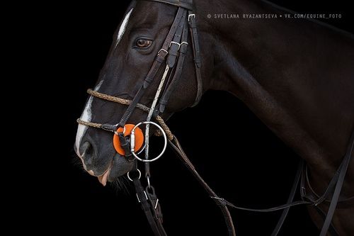 Polo pony