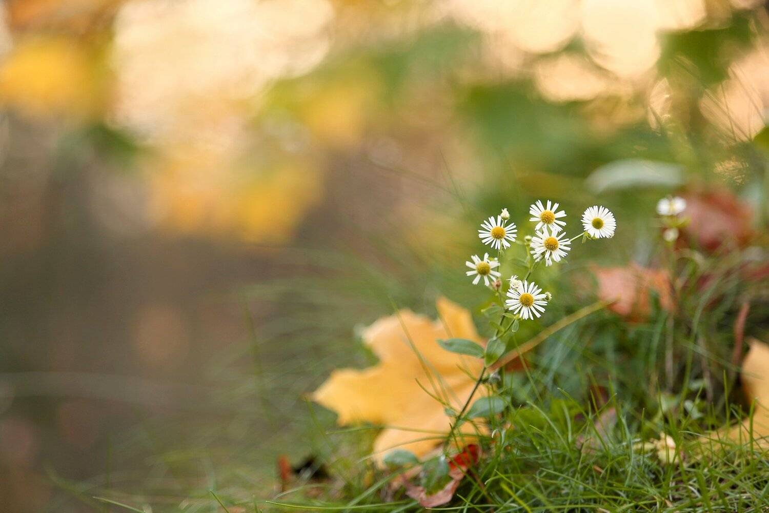 , Эдуард Колобошников