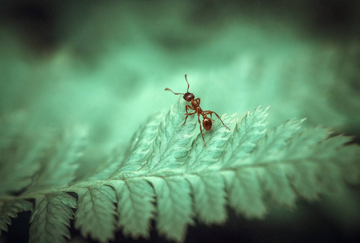 , Рут Андрей