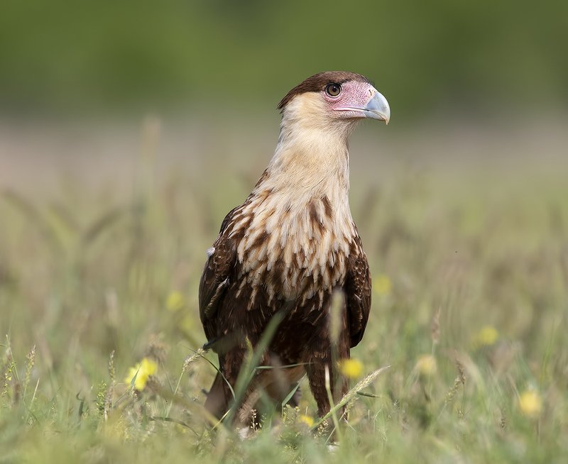 каракара, crested caracara, caracara, tx, texas, хищные птицы Обыкновенная каракара - Crested Caracara фото превью