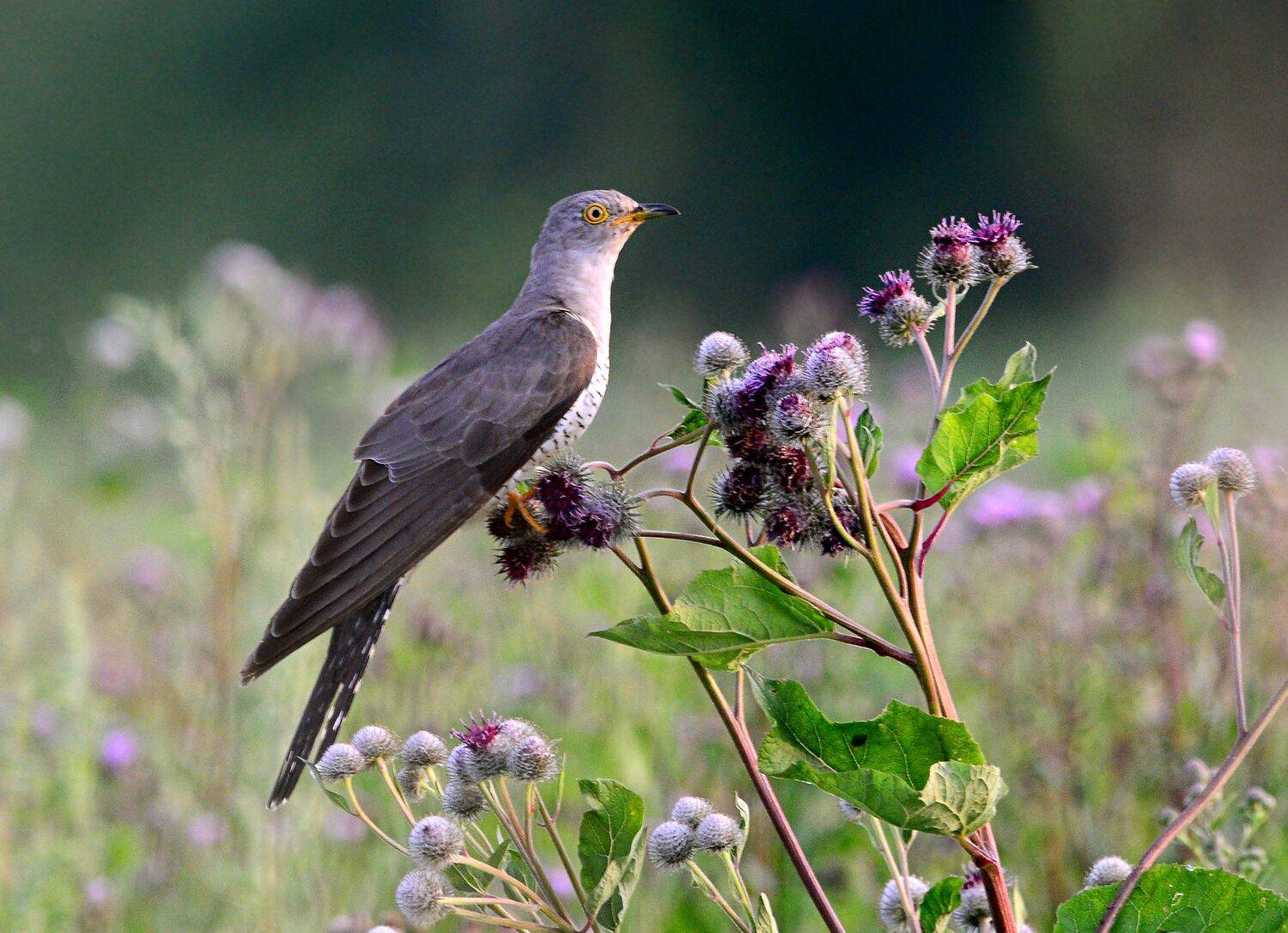 , Михаил Белоусов