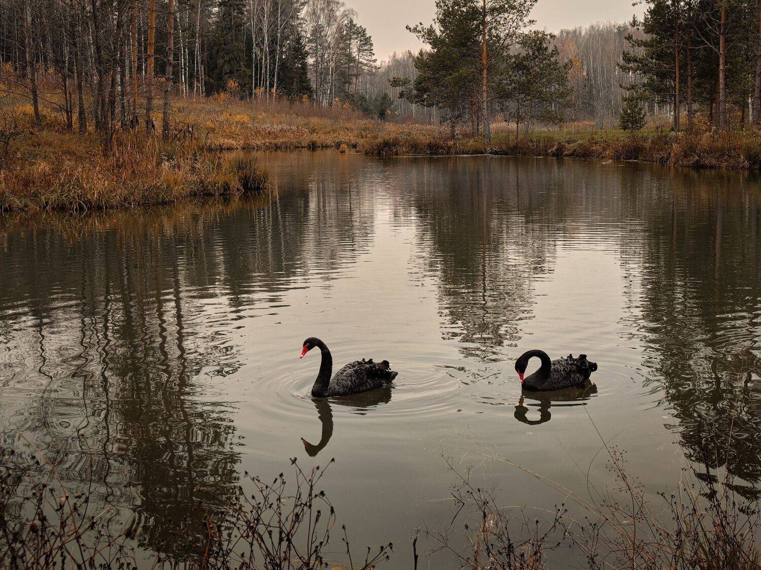 , Григорий Бельцев