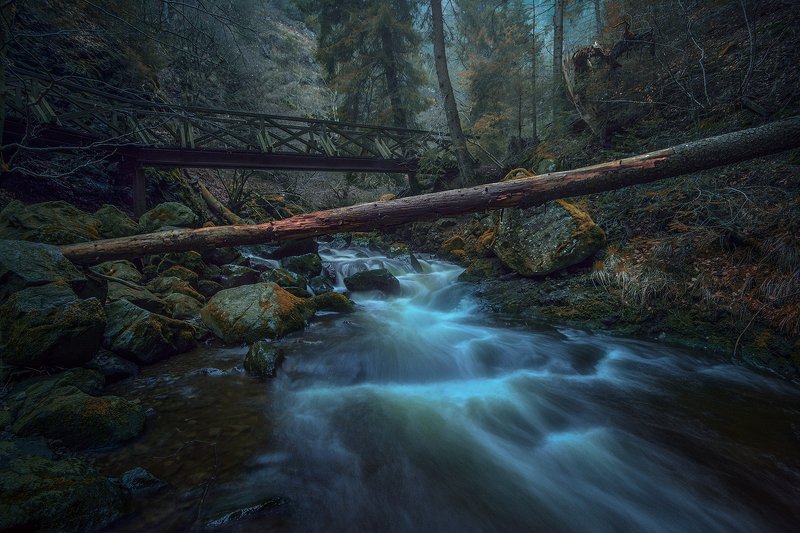 The Black Forest фото превью