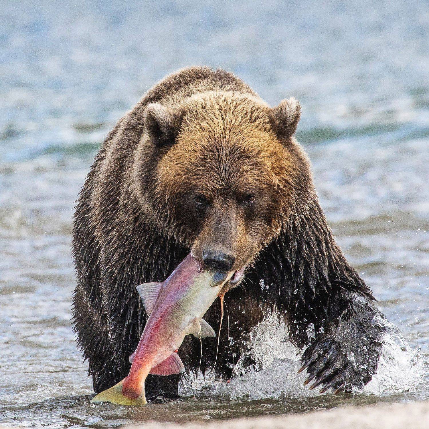 камчатка, курильское озеро, медведь, бурый медведь, лосось, Павлов Александр