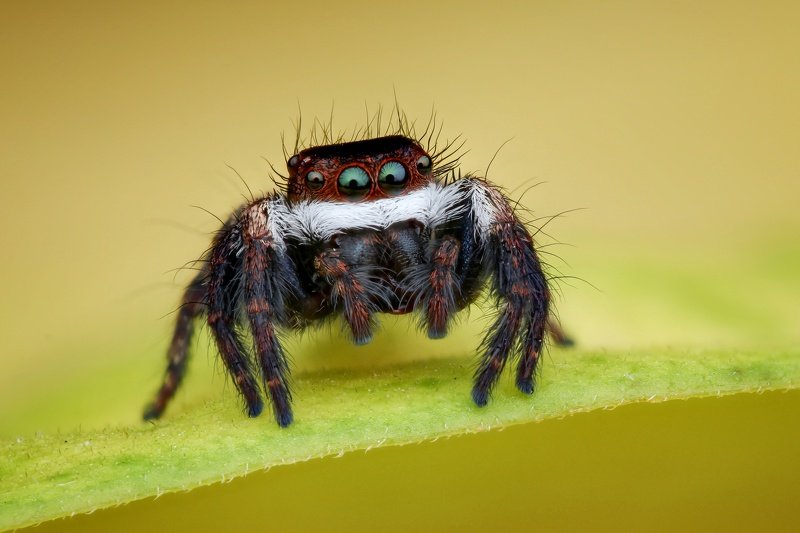 Santa jumping spider фото превью