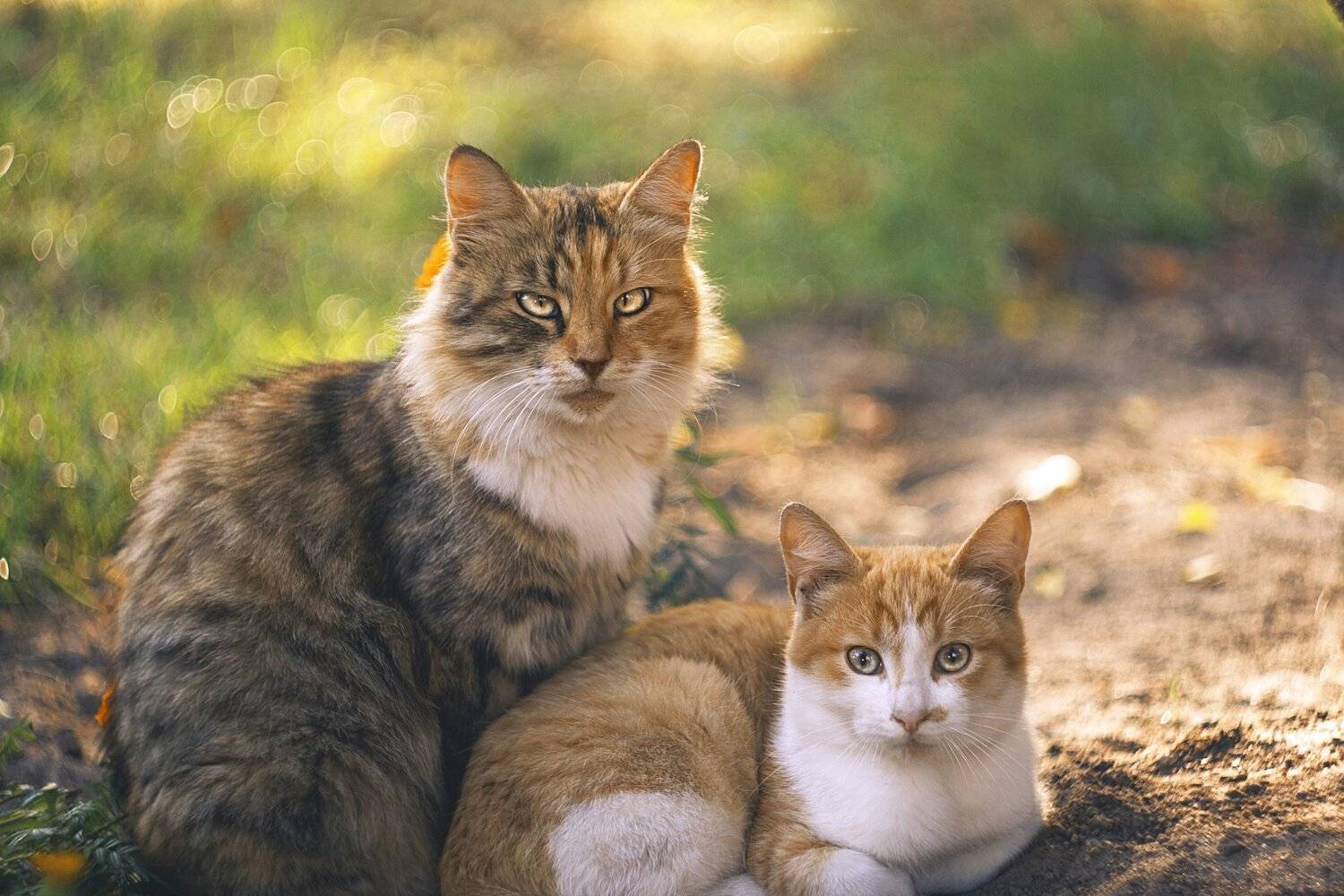 , Ольга Алексейчик