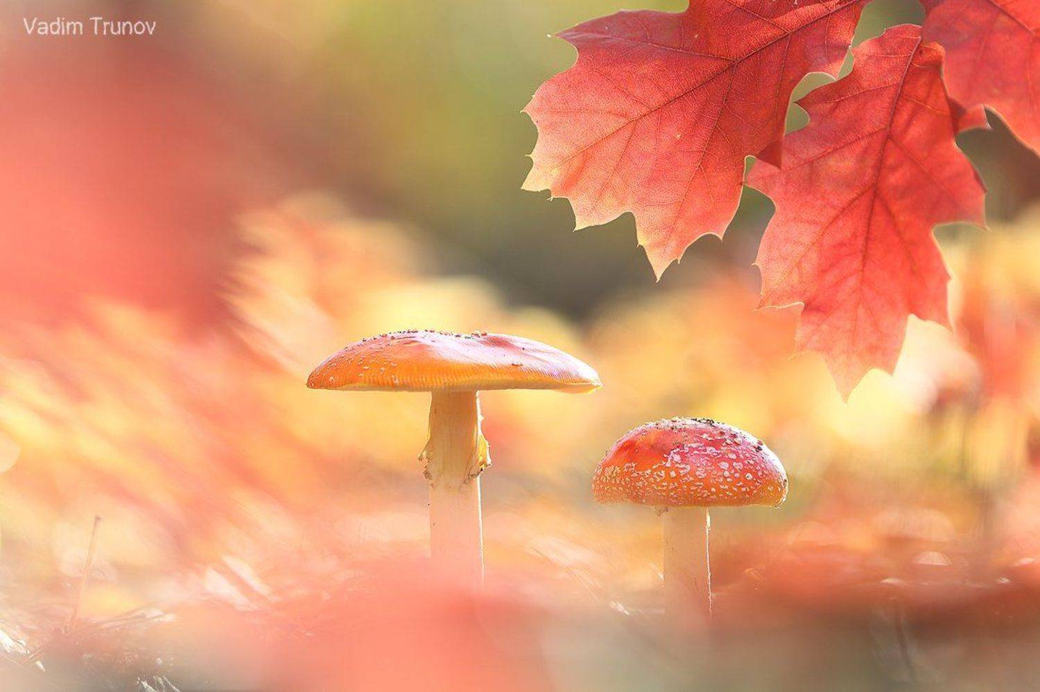 , Вадим Трунов