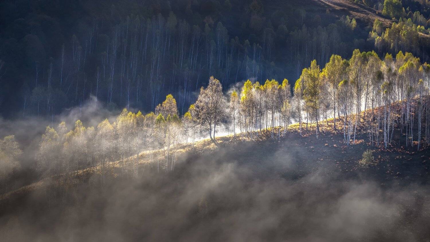 , Елена Маковоз