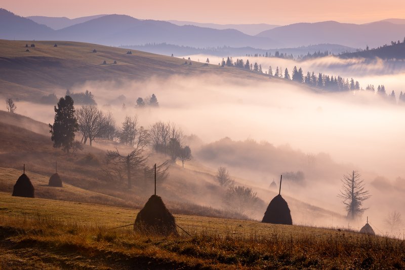 карпаты. осень. туман. рассвет Карпаты. Розовый рассвет в долине фото превью