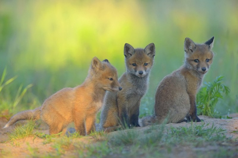 Trio фото превью