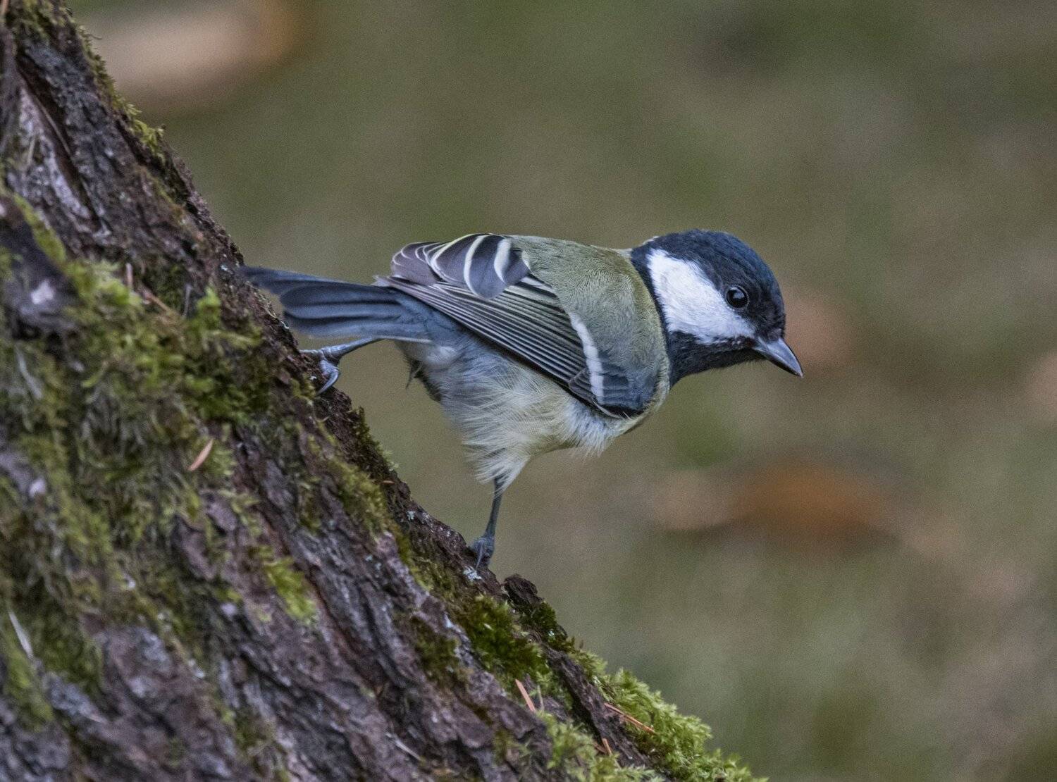 , Курлянцев Алексей