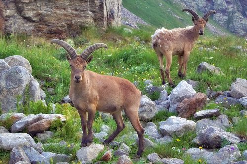 Обитатели гор Безенги