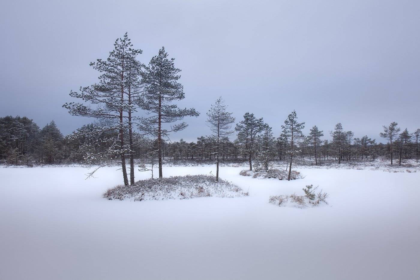 болото, зима, ленинградская область, декабрь, Арсений Кашкаров