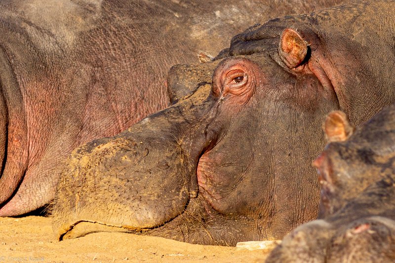 Hippo фото превью