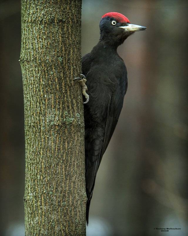 , Валерий Субачев