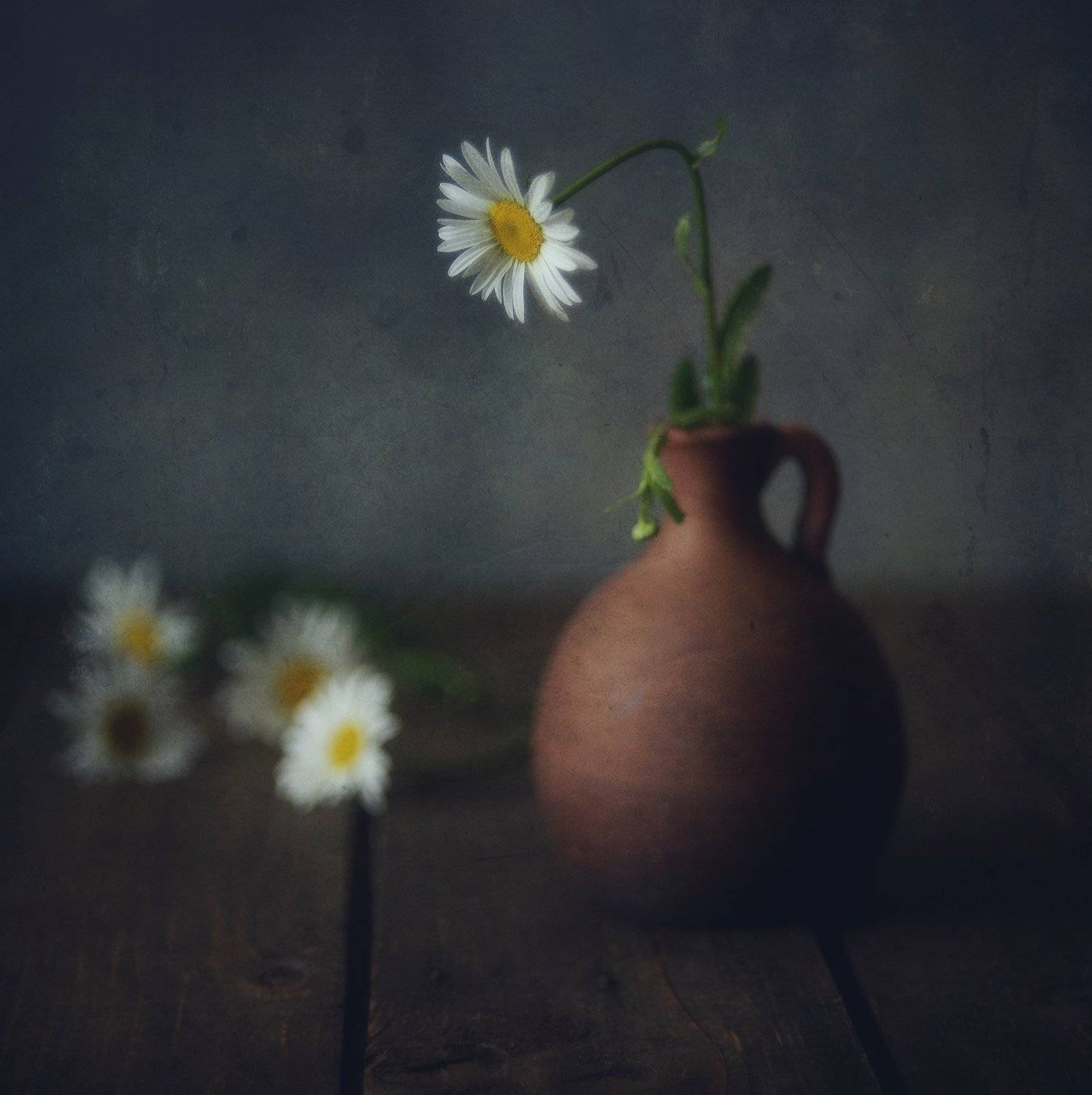 натюрморт,still life,цветы,ромашки, Наталия К