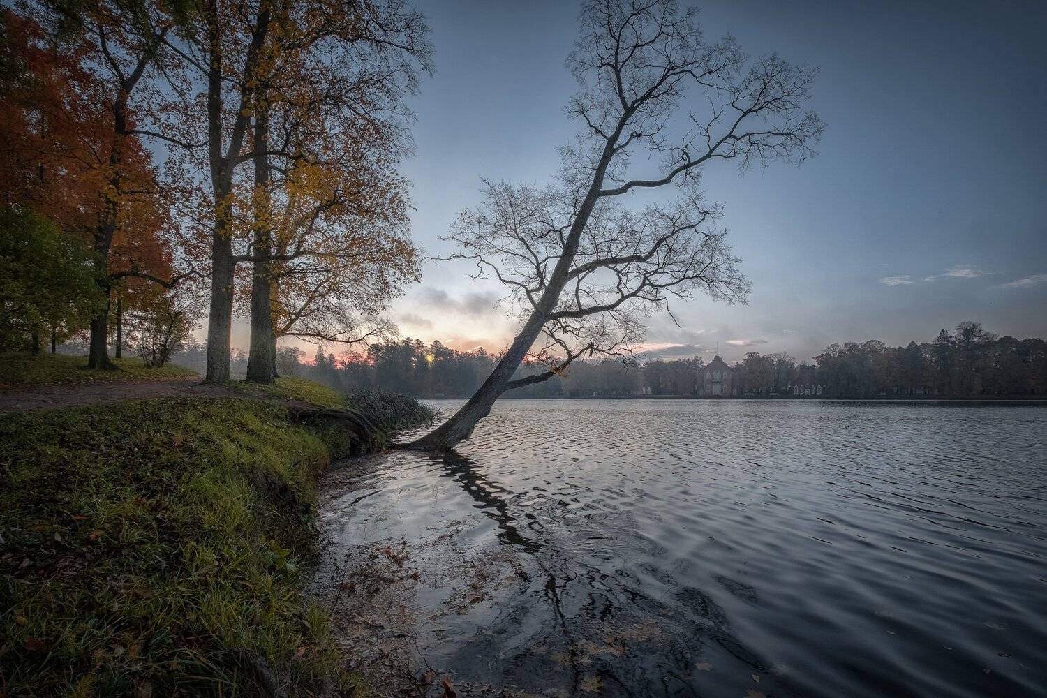 пушкин, царское село, октябрь, пруд, тропа, солнце, утро, туман, рассвет, осень, листва, Андрей Чиж