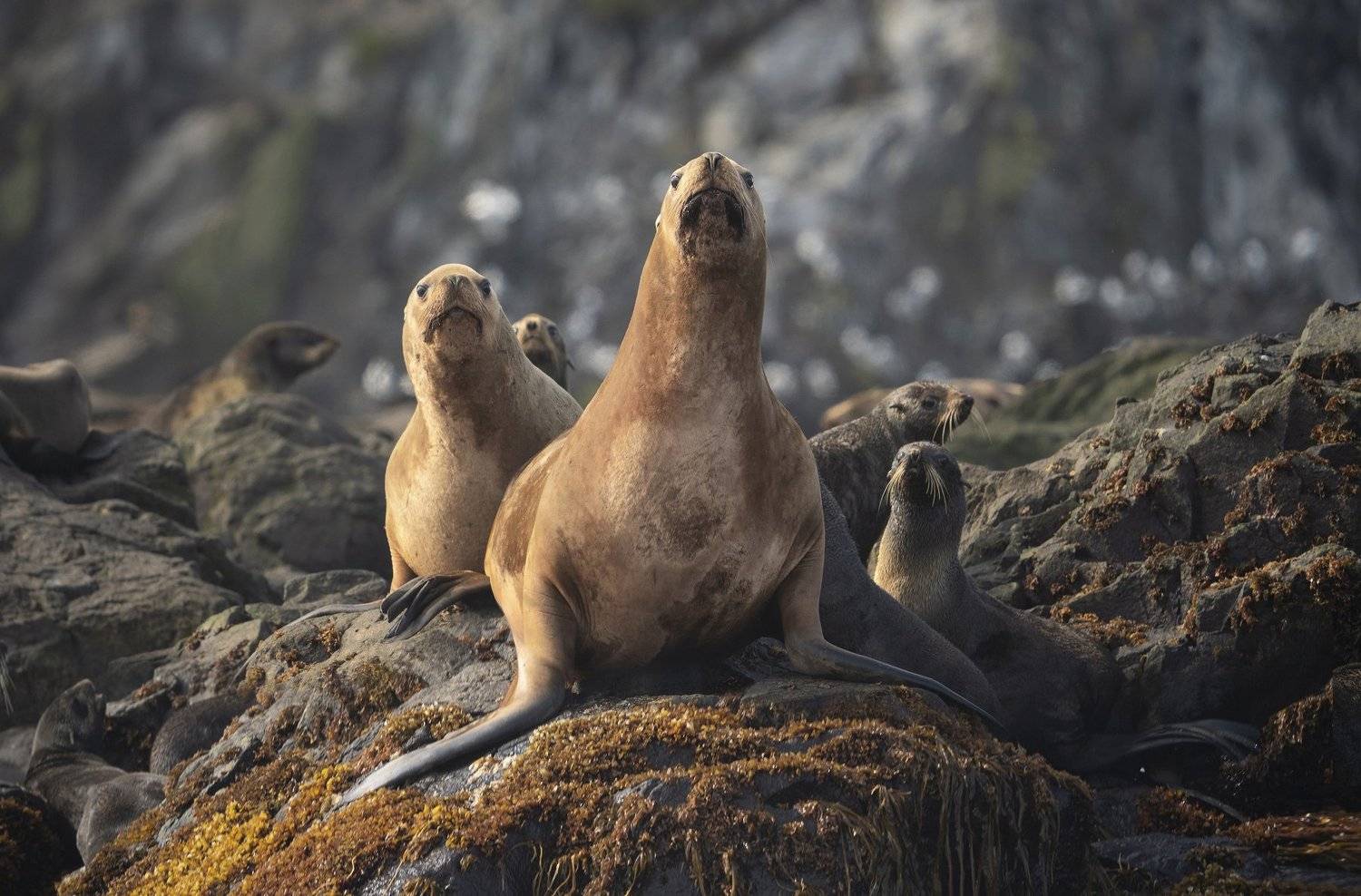 курилы, пейзаж, путешествия, природа, море, сивучи, лежбище, океан, Алексей Романов