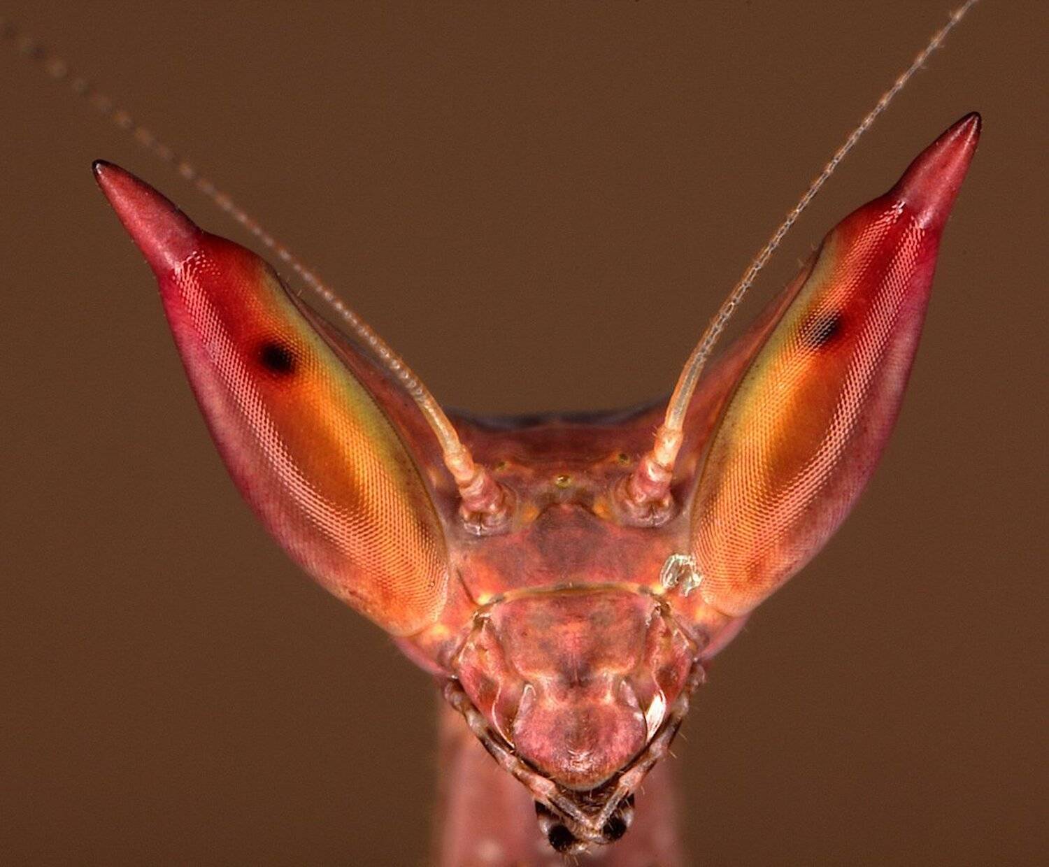 , Александр Зорин