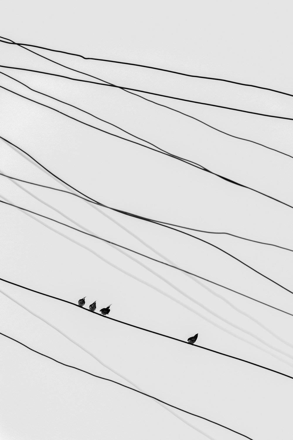 mohib ali photography, Mohib Ali