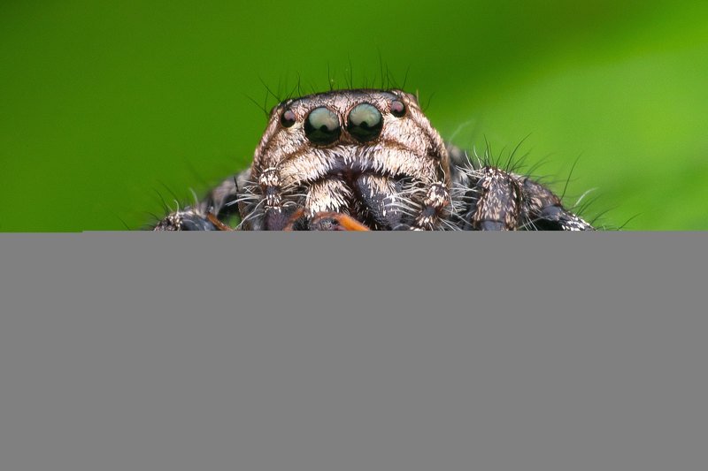 macro photography Jumping Spider with Kill фото превью