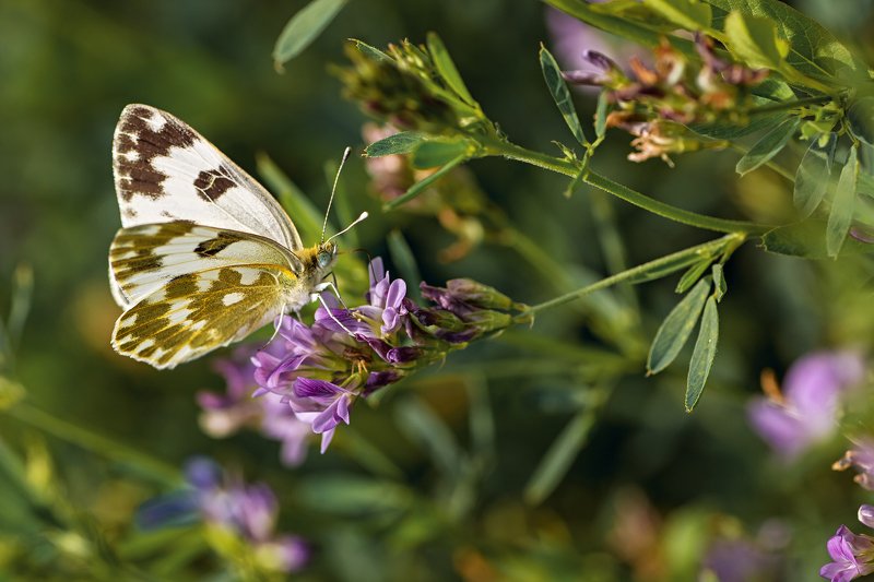 бабочка,лист,трава,солнце,крылья,свет,блик,цветок *** фото превью