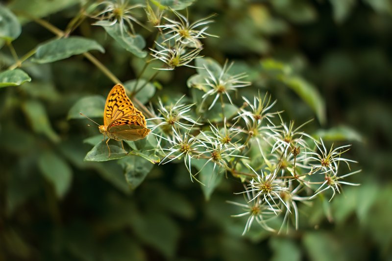 бабочка,лист,трава,солнце,крылья,свет,блик,цветок *** фото превью