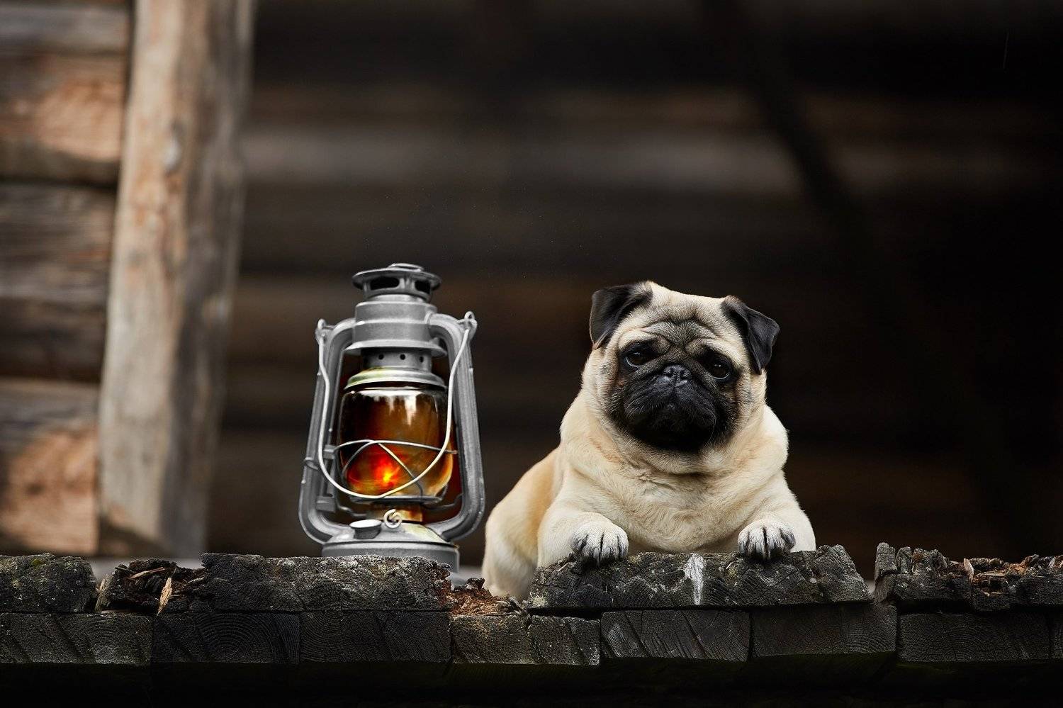 мопс, собака, лампа, вечер, текстура, дерево, Лана Полякова