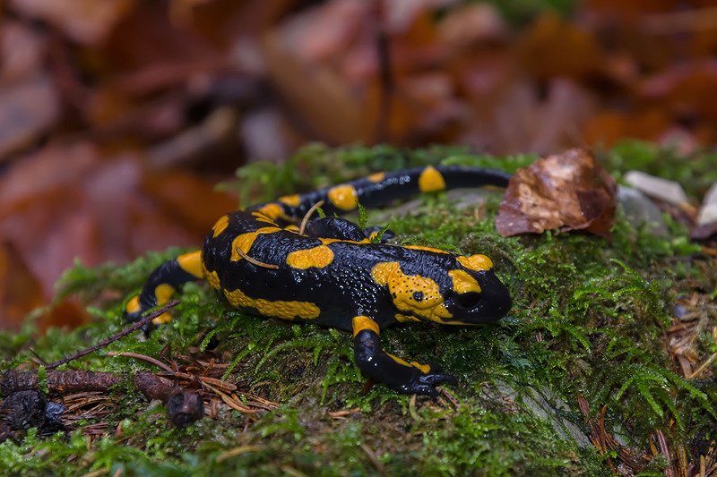 Саламандра фото превью
