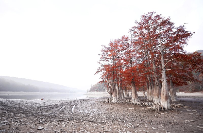 Кипарисовое озеро фото превью