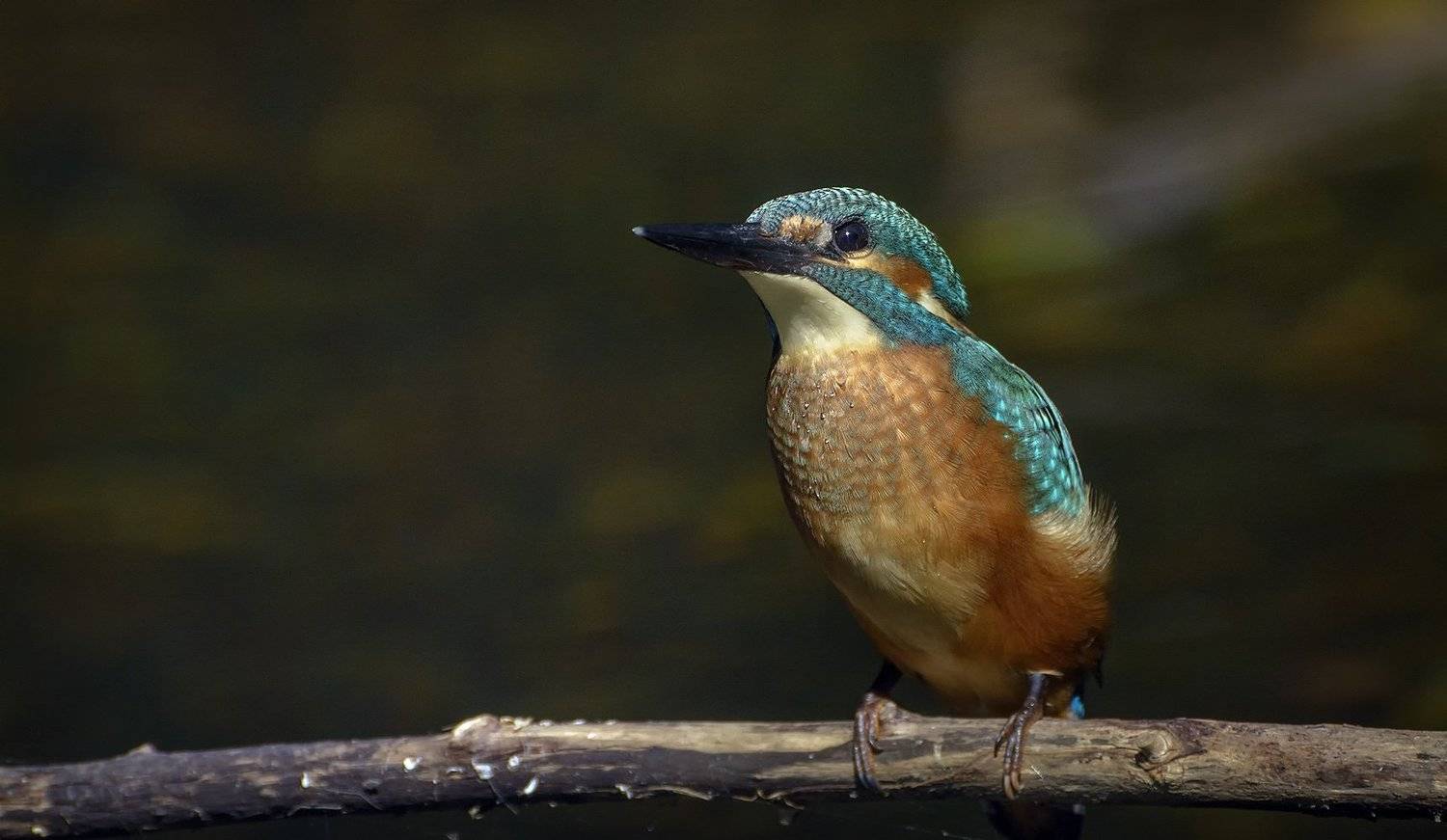, Анатолий Зверев