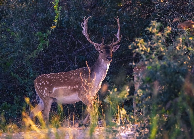 *** фото превью