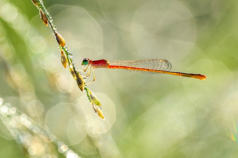 Damselfly  фото превью