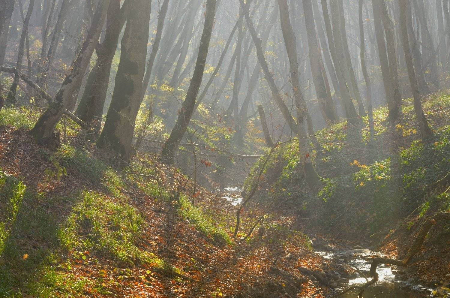 осень листва утро деревья, Александр Жарников