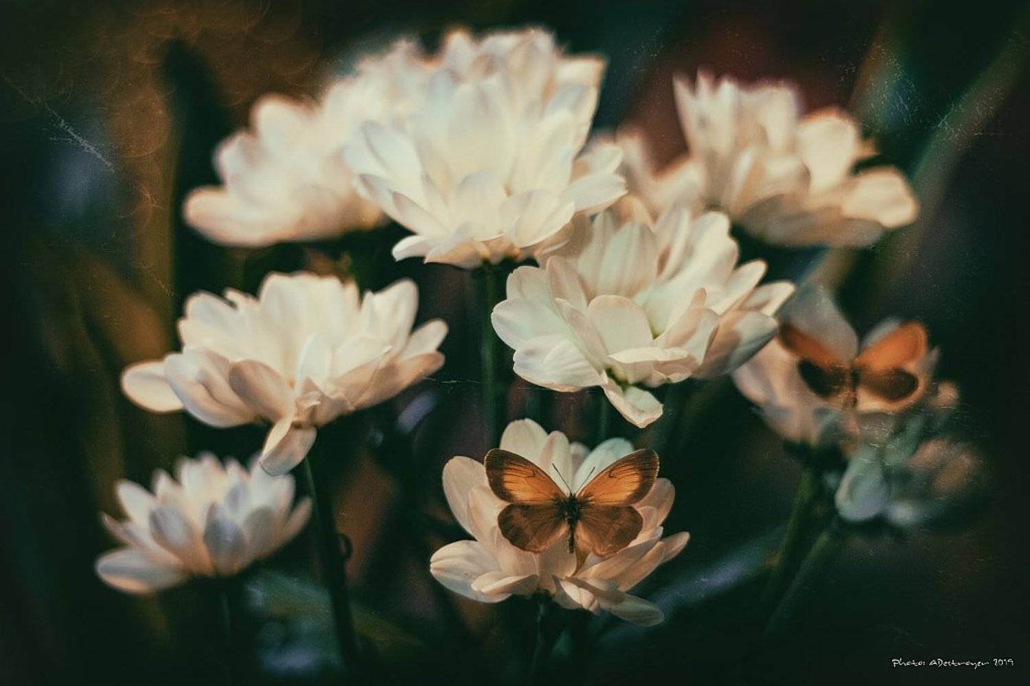 macro nature butterfly, Ryszard Lal