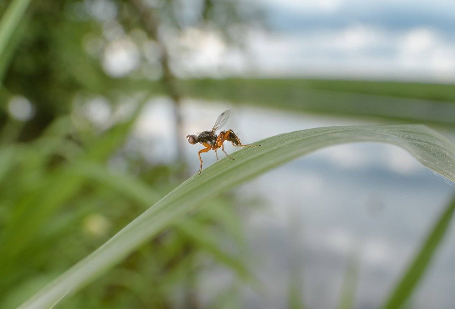 Муха, муравьевидка, макро, трава, травинка, место обитания насекомых, лето, Москва река, Ксения Соварцева