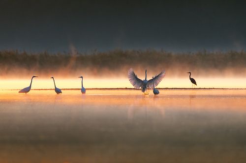 Wings on the water