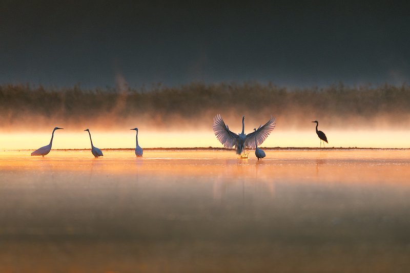 Wings on the water фото превью
